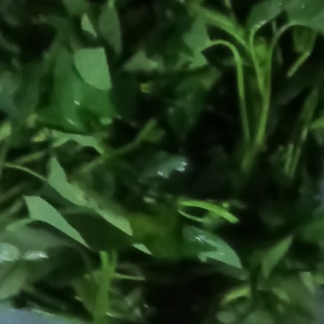 空心菜