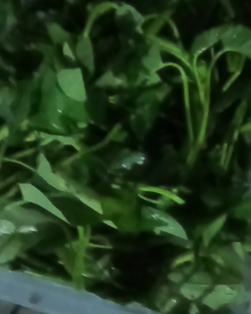 空心菜