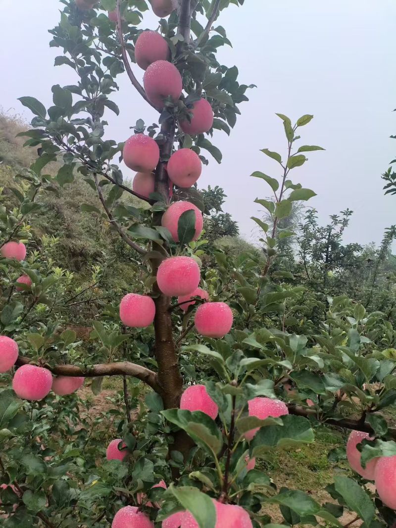 天水红富士苹果