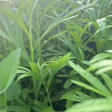 芦蒿