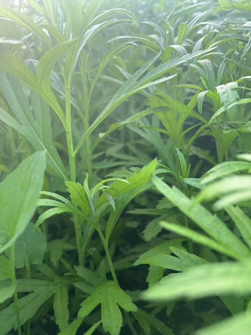 芦蒿
