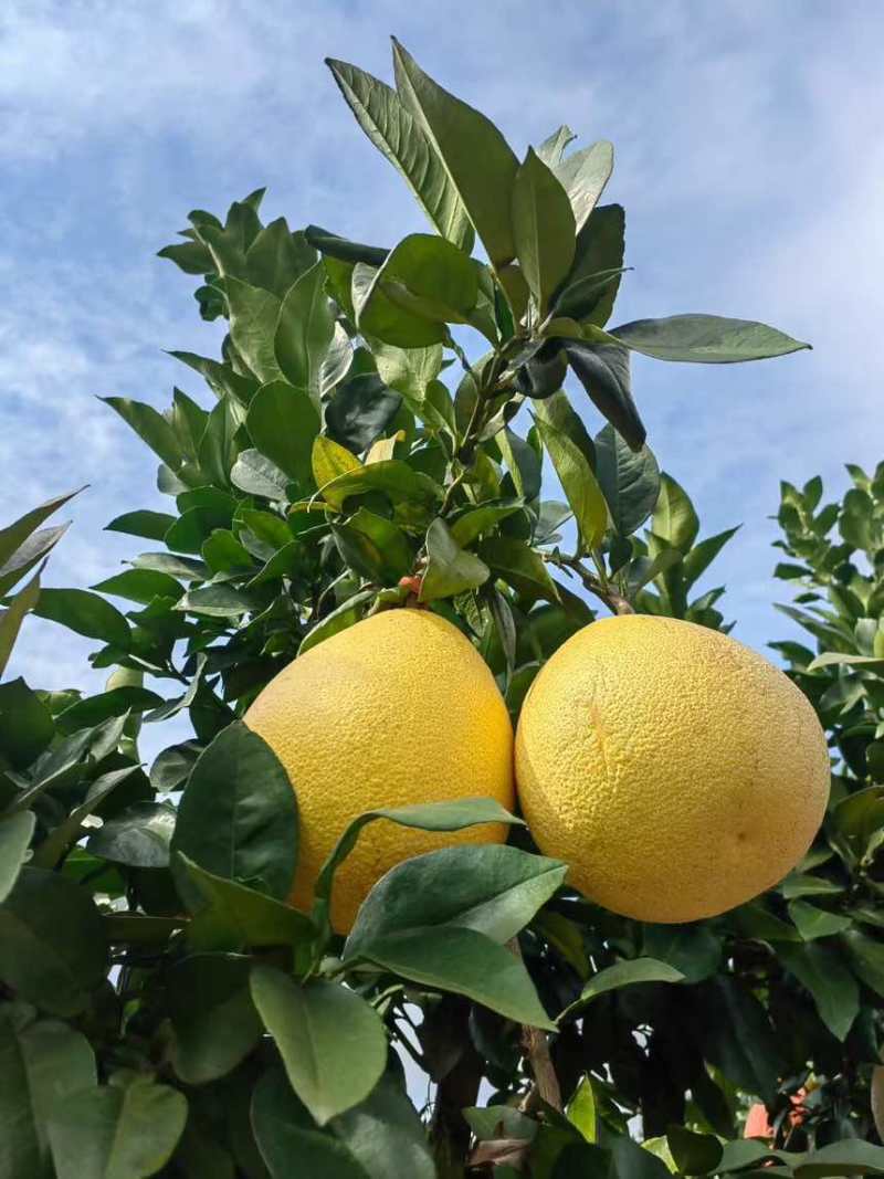 江西上饶广丰马家柚