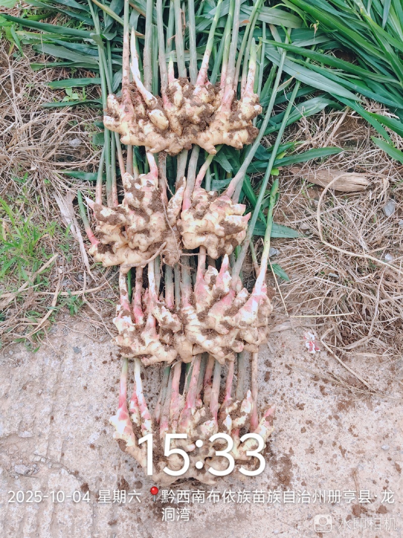 青苗精品生姜（湖南2号）