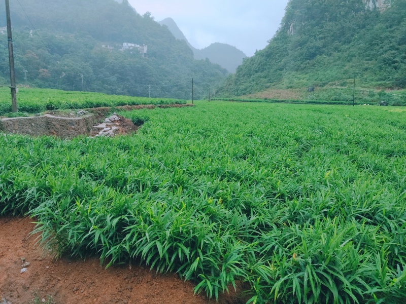 青苗精品生姜（湖南2号）