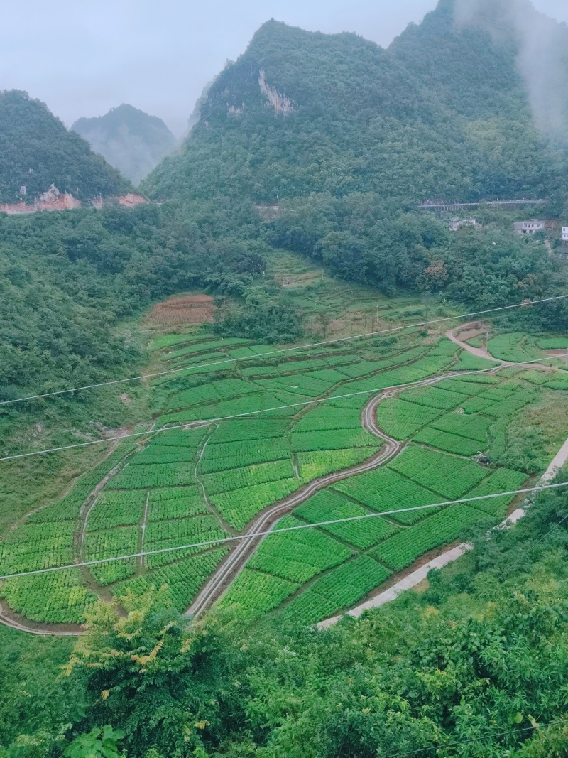 青苗精品生姜（湖南2号）