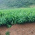 青苗精品生姜（湖南2号）