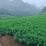 青苗精品生姜（湖南2号）