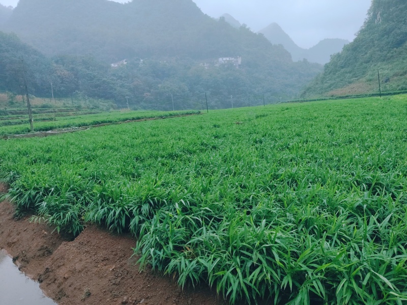 青苗精品生姜（湖南2号）