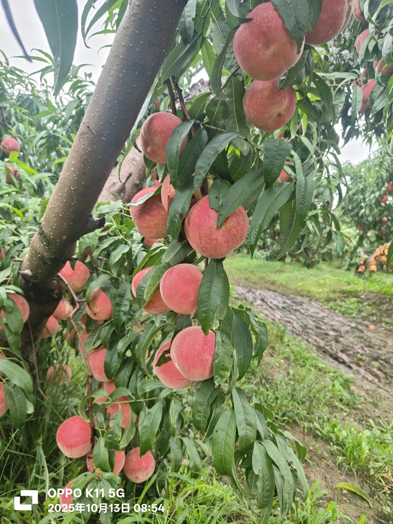 金秋红蜜