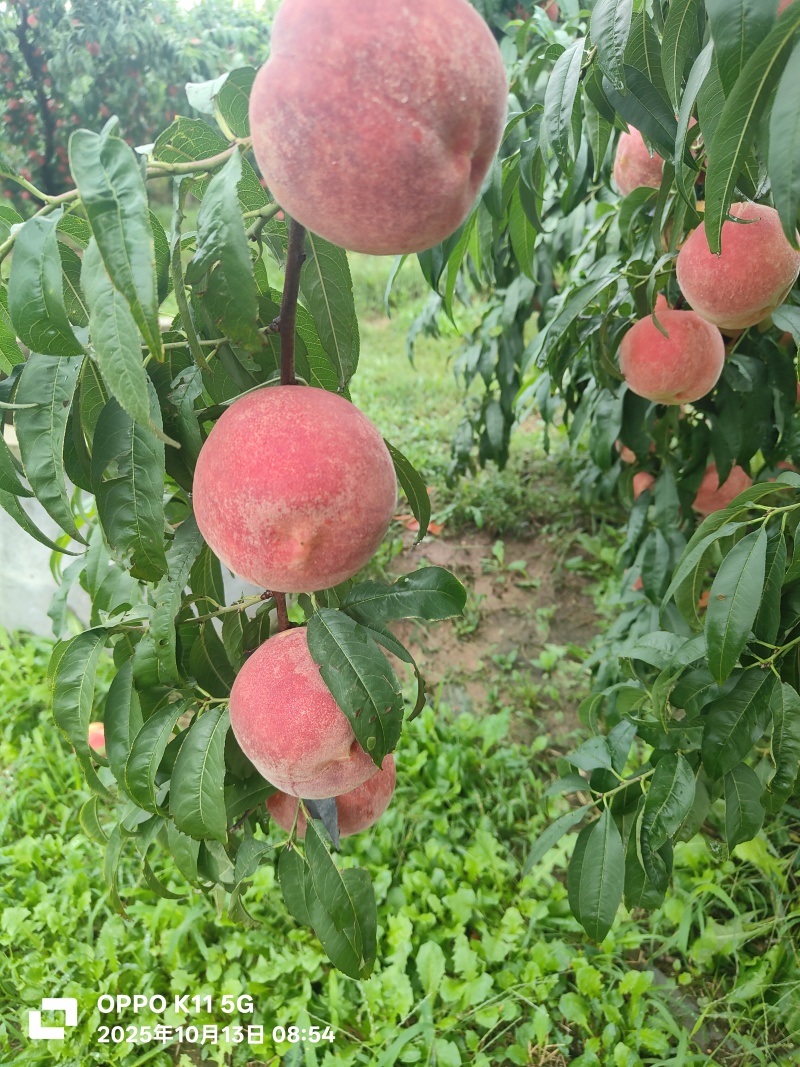 金秋红蜜