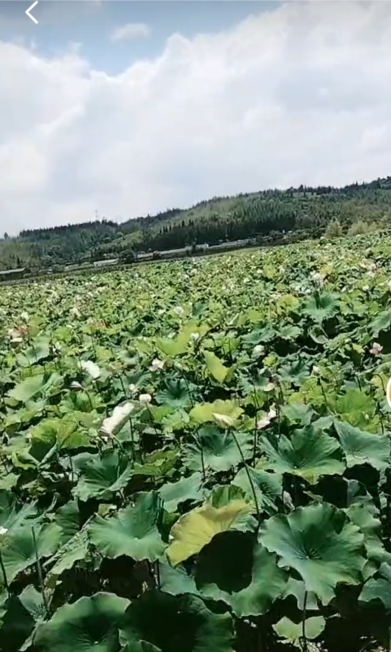 莲藕