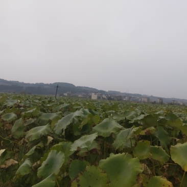 莲藕