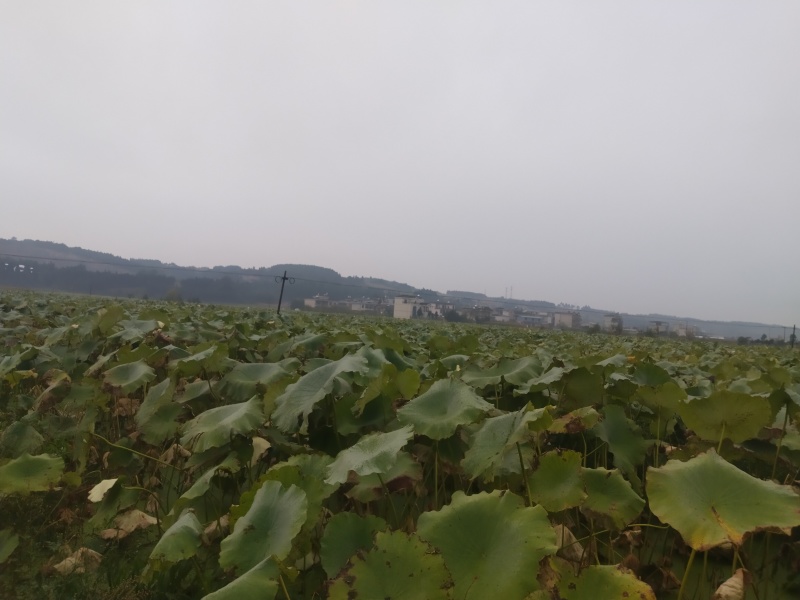 莲藕
