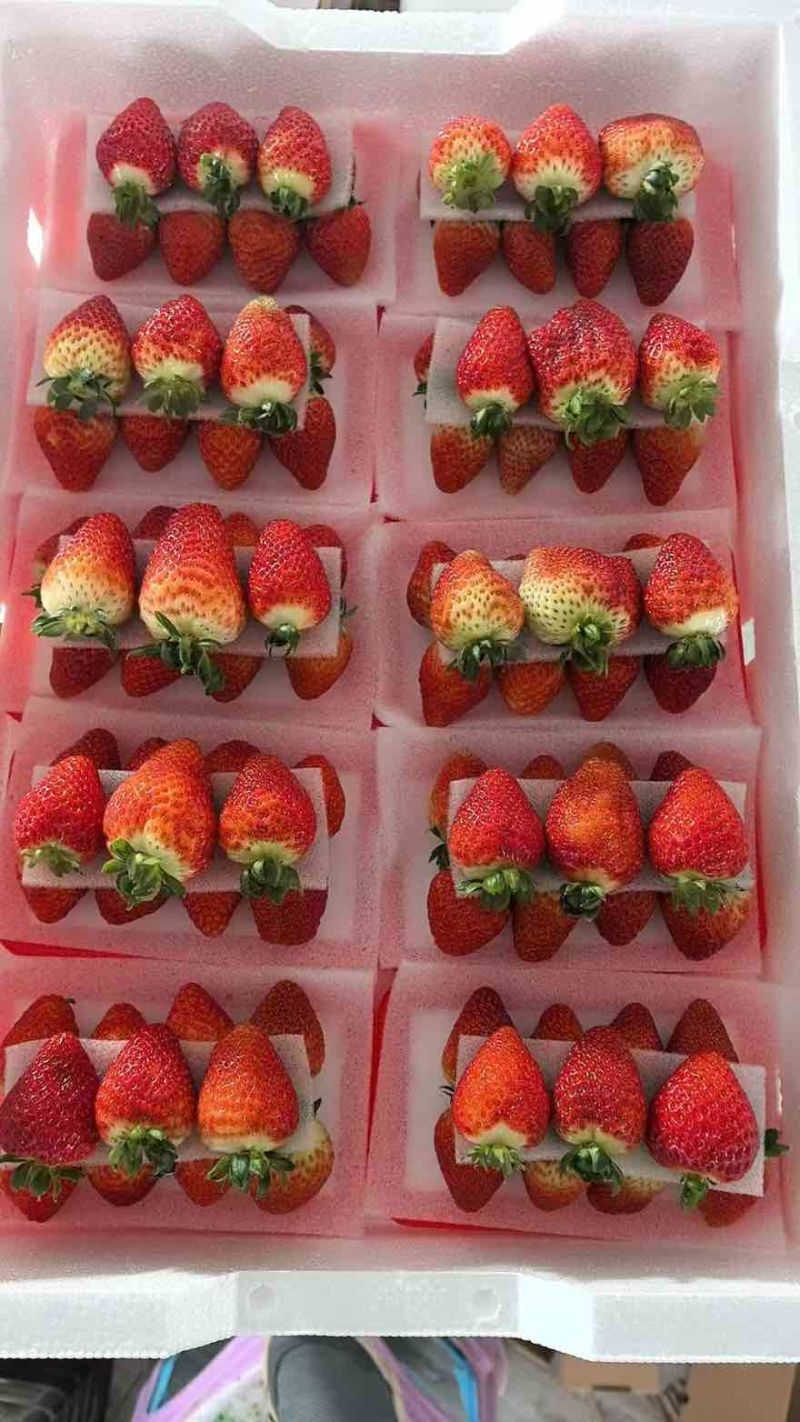 蒙特瑞草莓酸甜可口物美价廉。大量有货