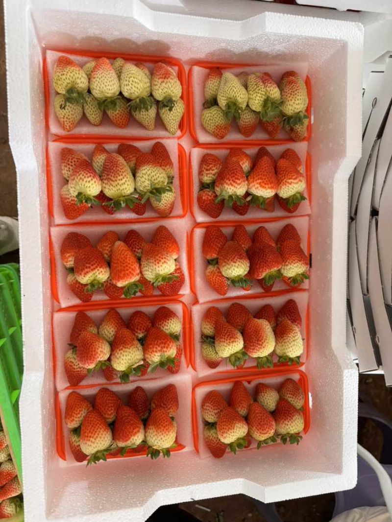 蒙特瑞草莓酸甜可口物美价廉。大量有货