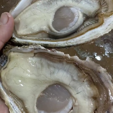 【肥到犯规】大连生蚝现开现发！48/斤超大蚝肉+单个5块