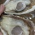 【肥到犯规】大连生蚝现开现发！48/斤超大蚝肉+单个5块