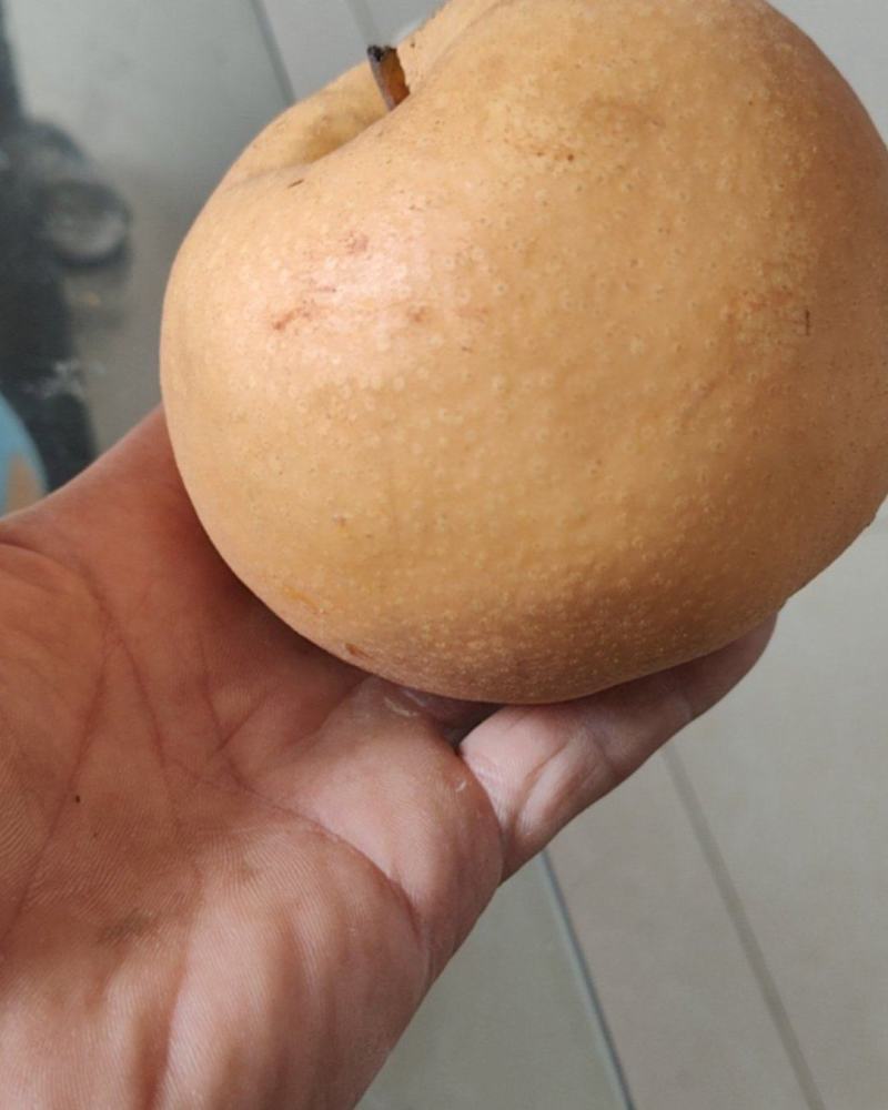 秋月梨
