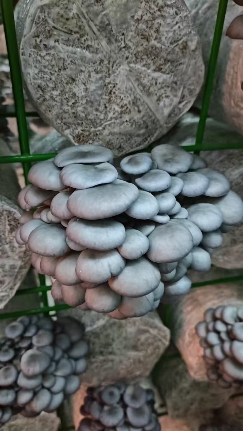 平菇