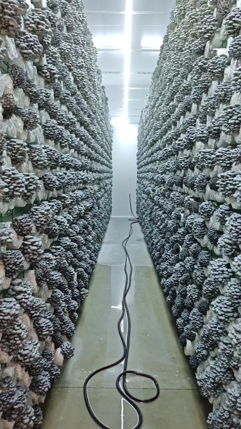 平菇