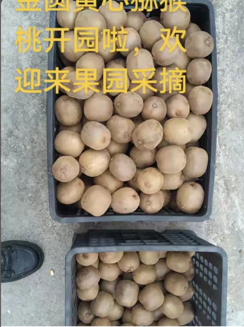 金园黄心猕猴桃
