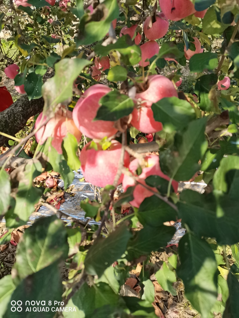 栖霞红富士苹果