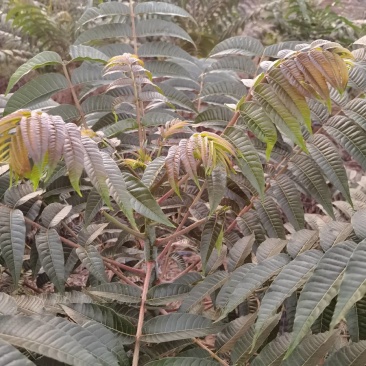 红萶芽