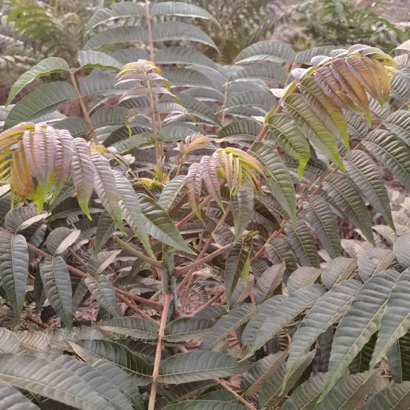 红萶芽