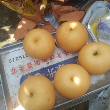 秋月梨