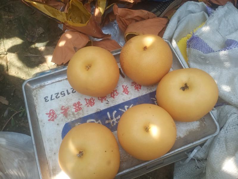 秋月梨