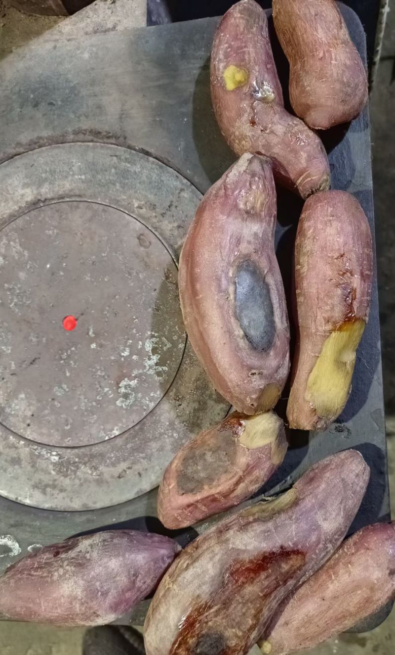 大量出售怀来沙地红薯🍠电话***********