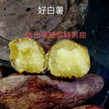 大量出售怀来沙地红薯🍠电话***********