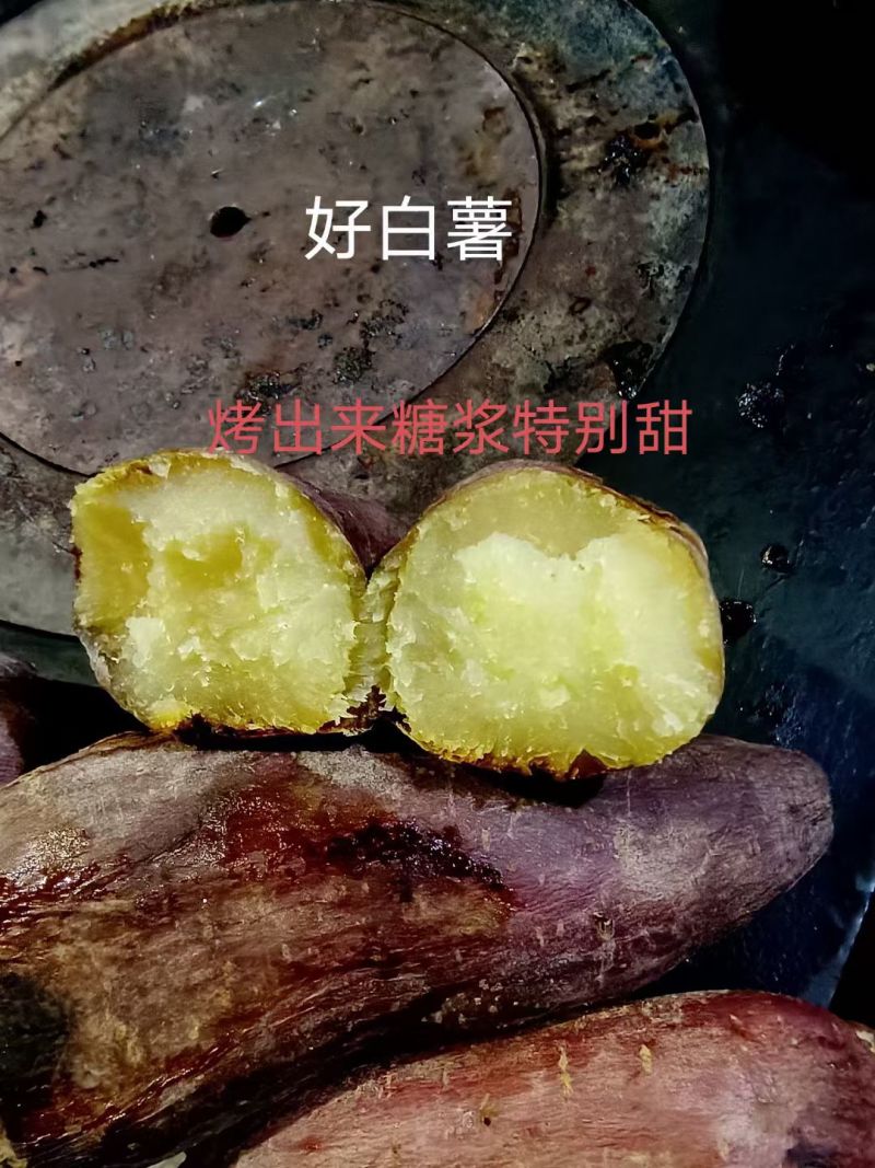 大量出售怀来沙地红薯🍠电话***********