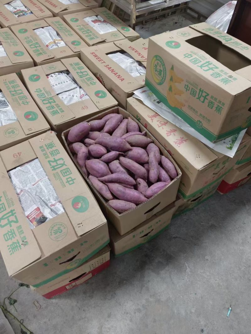 大量出售怀来沙地红薯🍠电话***********