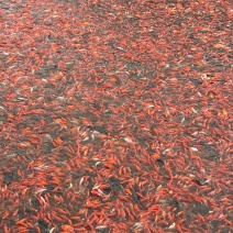 红草鱼