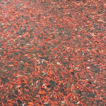 红草鱼