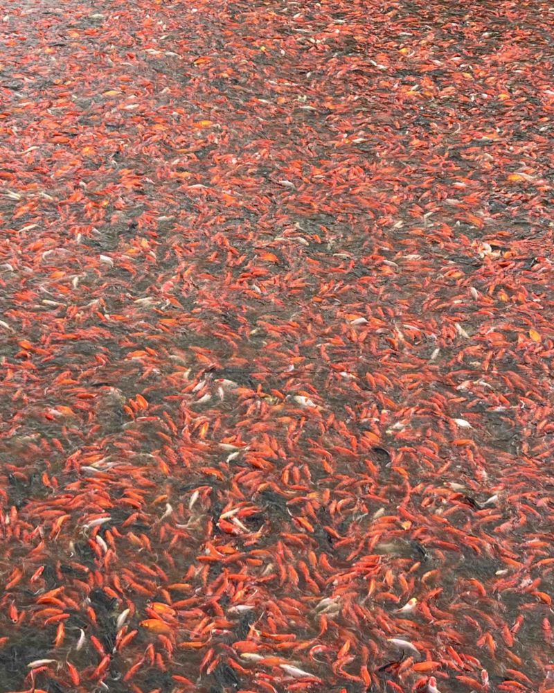 红草鱼