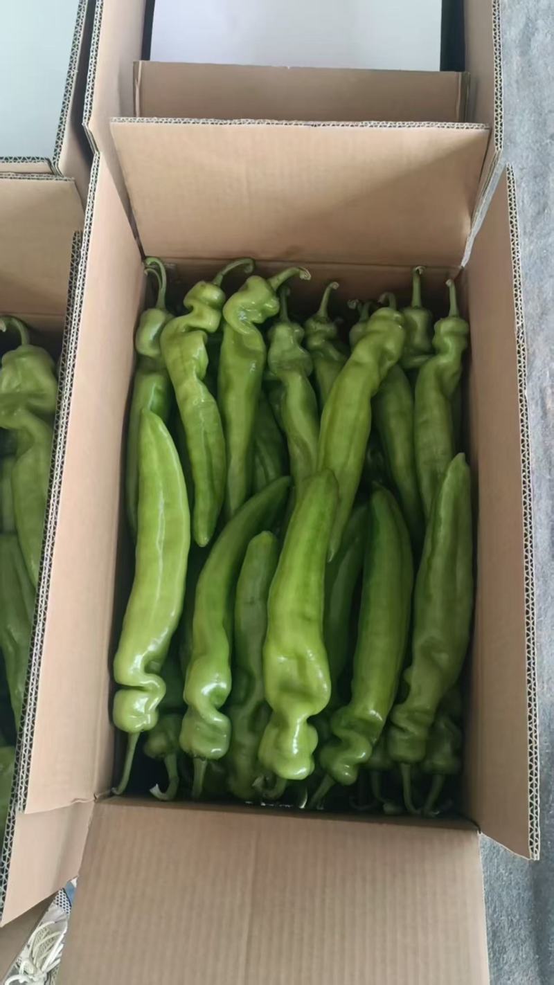 各种辣椒大量上市