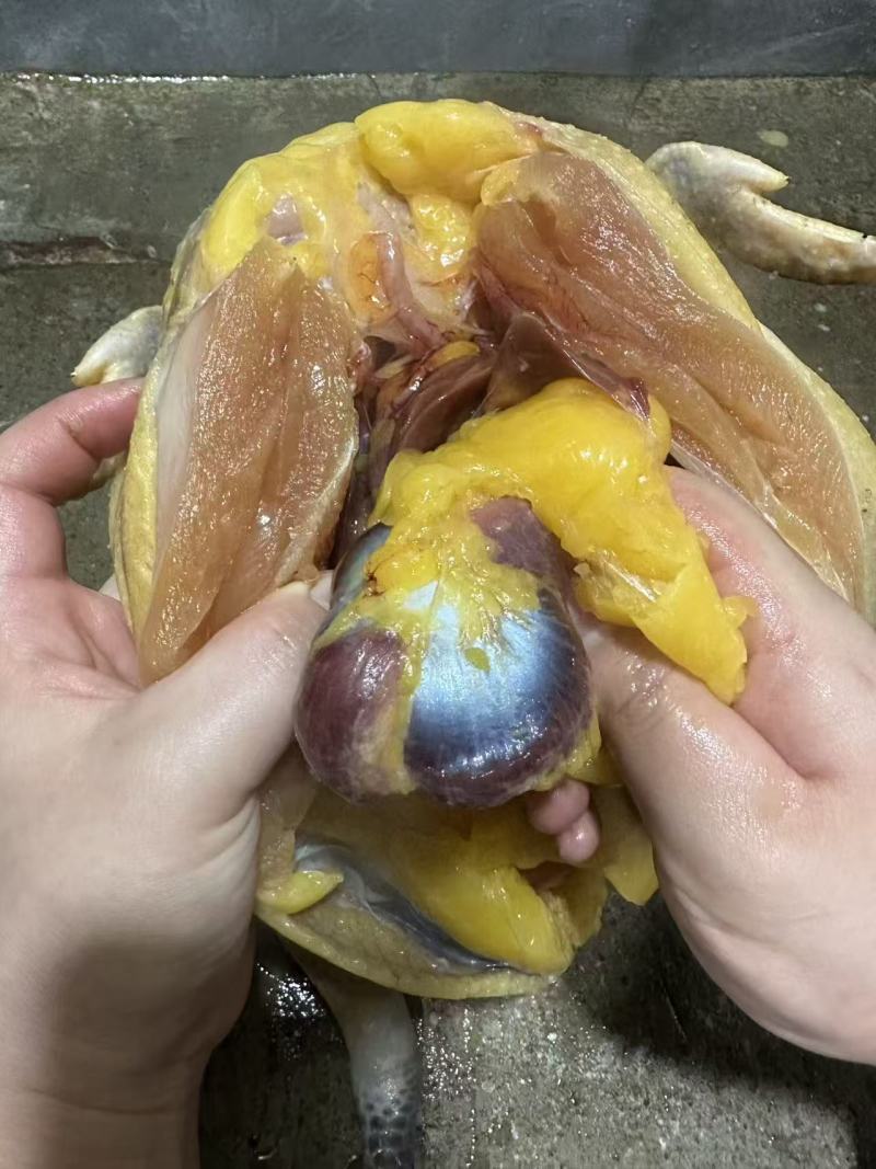 血毛土鸡
