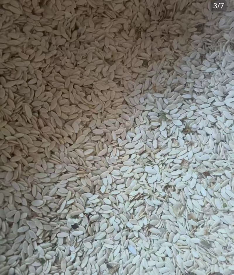 卖黄瓜籽