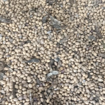 黄豆有5000斤
