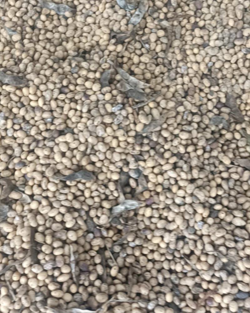 黄豆有5000斤
