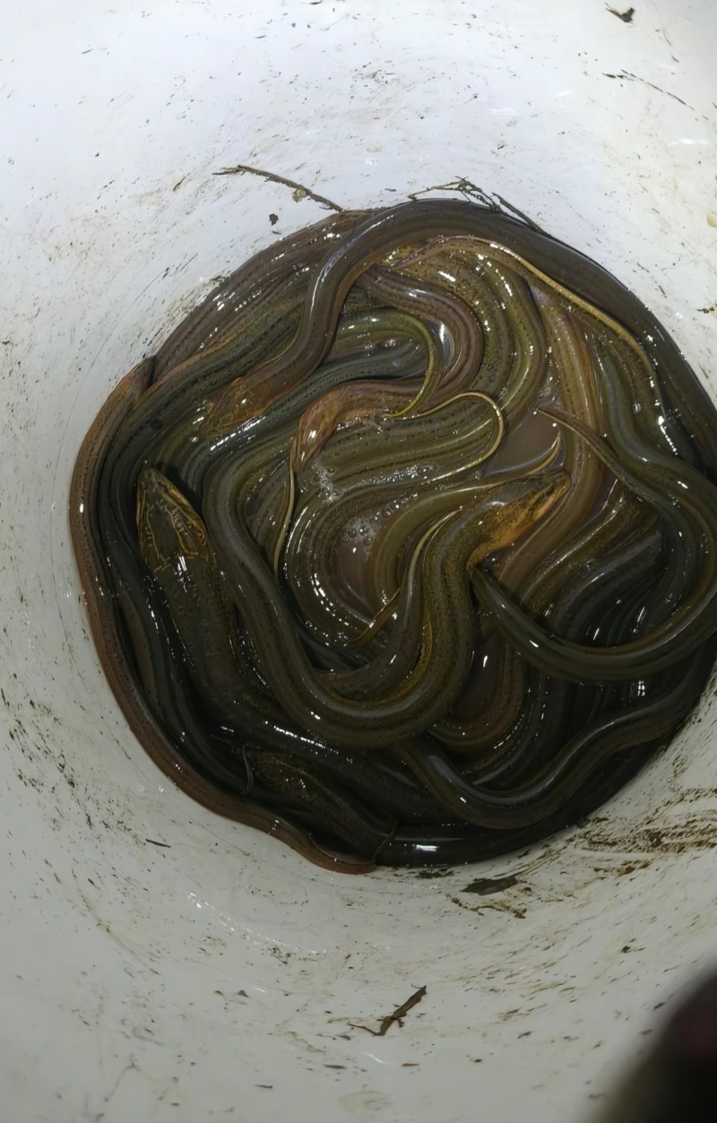 乡下水沟土黄鳝