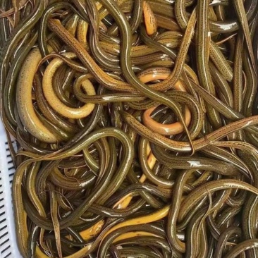乡下水沟土黄鳝