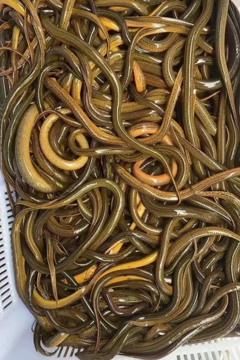 乡下水沟土黄鳝