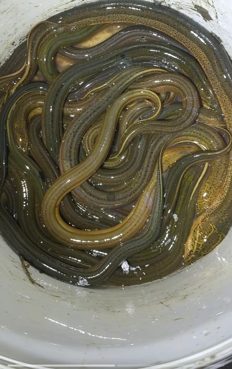 乡下水沟土黄鳝