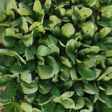 山西大同叶菜产地直供，