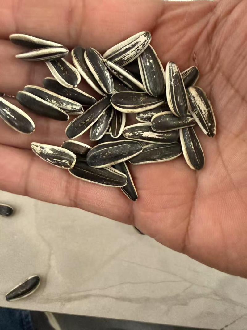 葵花籽生葵花籽熟葵花籽电商货可一件貸发
