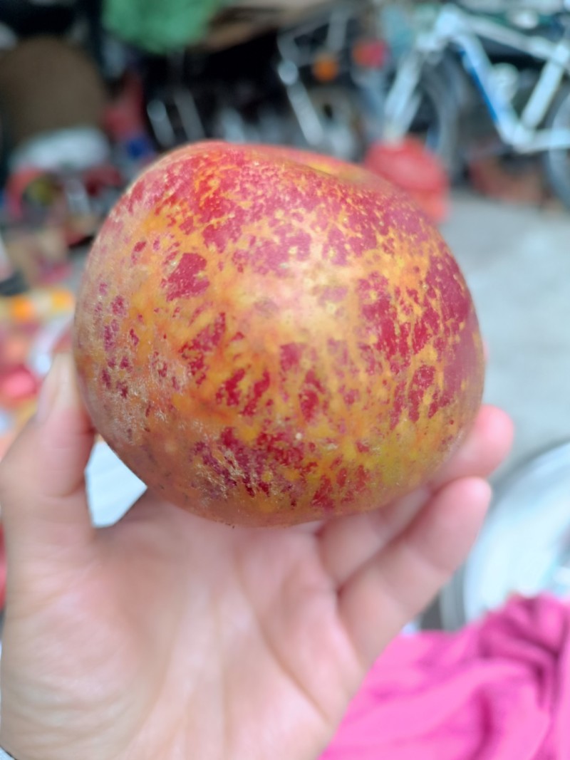 昭通丑苹果红富士糖心苹果
