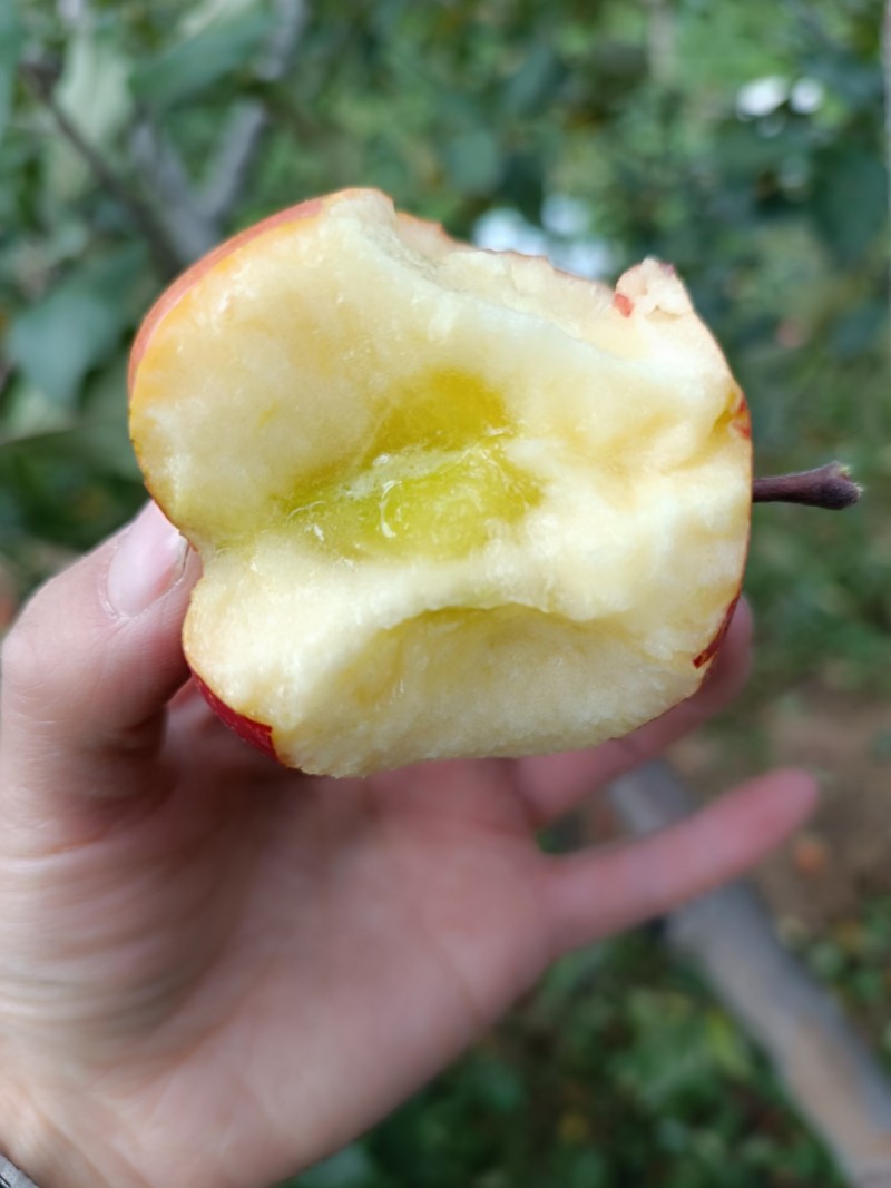 昭通丑苹果红富士糖心苹果